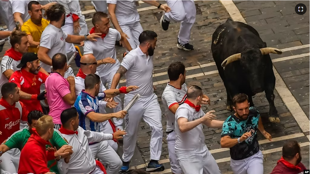 A fighting bull runs among revelers during the San Fermín fiestas in Pamplona, Spain, July 11, 2023. (AP Photo/Alvaro Barrientos)