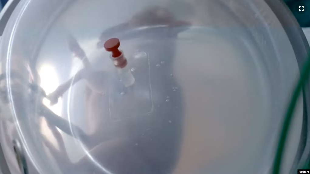 A premature lamb fetus is seen inside an artificial womb developed by researchers from BCNatal in Barcelona, Spain, in this screen grab from a video released on June 19, 2023 and obtained by Reuters on June 29, 2023. (La Caixa Foundation/Handout via REUTERS)