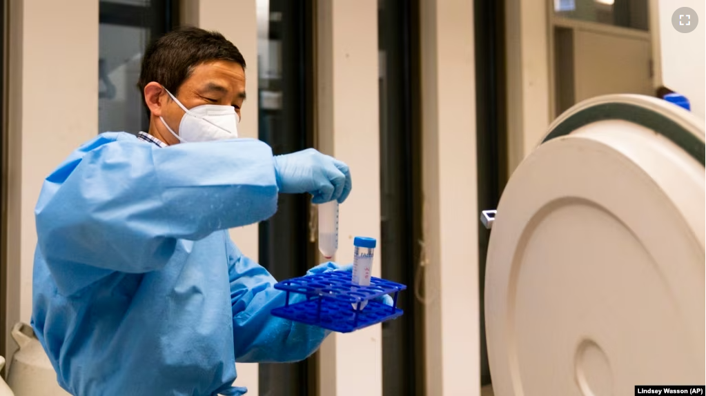 Research scientist Yi Yang retrieves samples at UW Medicine's Cancer Vaccine Institute Thursday, May 25, 2023, in Seattle, Washington. (AP Photo/Lindsey Wasson)