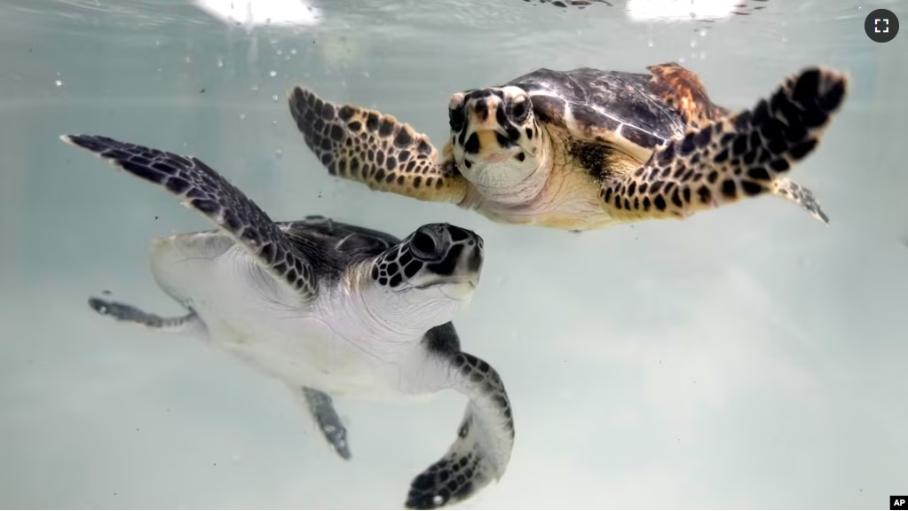 Sea turtles swim at a tank inside the Marine Rehabilitation center of the Abu Dhabi National Aquarium in Abu Dhabi, United Arab Emirates on June 13, 2023. (AP Photo/Kamran Jebreili)