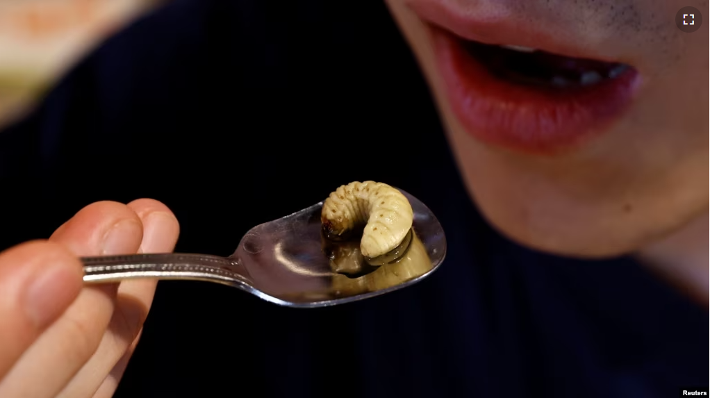 Shunnosuke Suga eats beetle larvae, as he eats Almond tofu with beetle larvae at Take-Noko cafe in Tokyo, Japan, July 21, 2023. (REUTERS/Kim Kyung-Hoon)