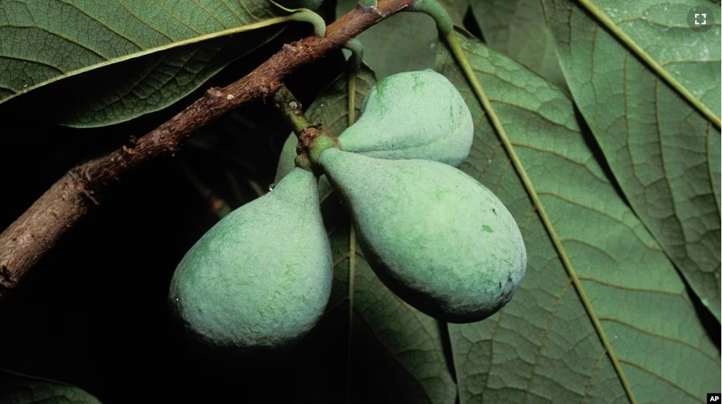 This July, 1991, image provided by the Missouri Dept. of Conservation shows a cluster of pawpaw fruits on a tree in Missouri. The fruit, which has a creamy interior, has a flavor similar to bananas. (Missouri Dept of Conservation via AP)