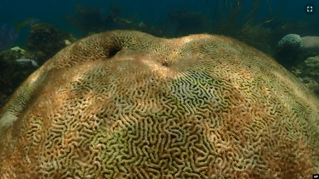 This image provide by NOAA, shows a dead coral at Cheeca Rocks off the coast of Islamorada, Fla., on July 23, 2023. (Andrew Ibarra/NOAA via AP)