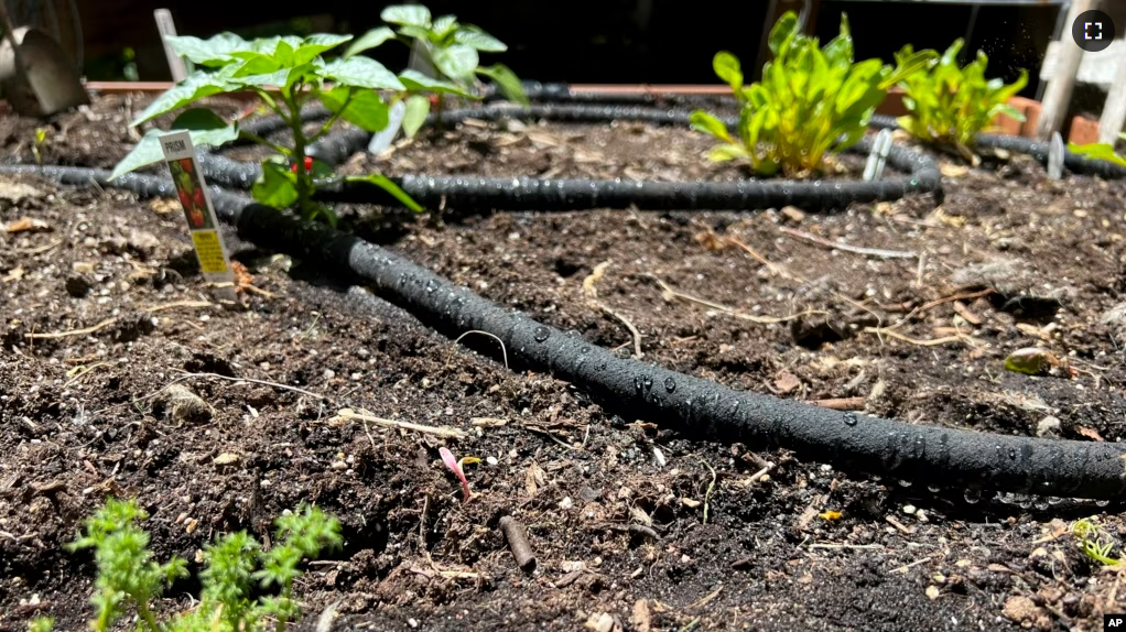 This May 26, 2023, image provided by Jessica Damiano shows a soaker hose system installed in a raised vegetable garden bed on Long Island, N.Y. (Jessica Damiano via AP)