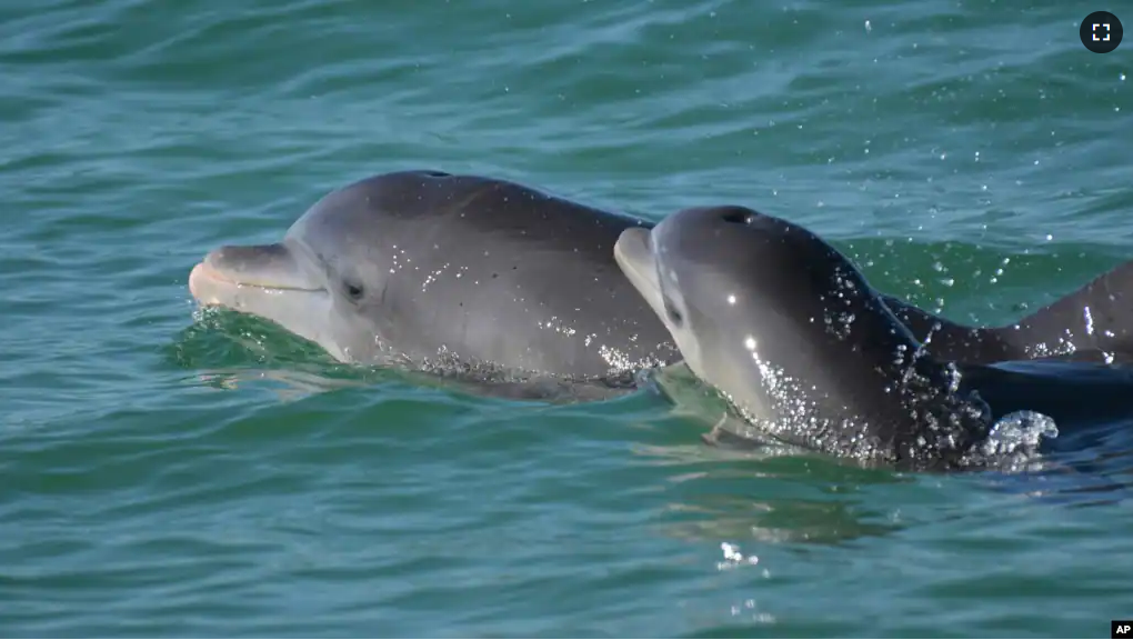 In this undated photo, bottlenose dolphins swim in open waters off Sarasota Bay, Florida. (Sarasota Dolphin Research Program via AP)