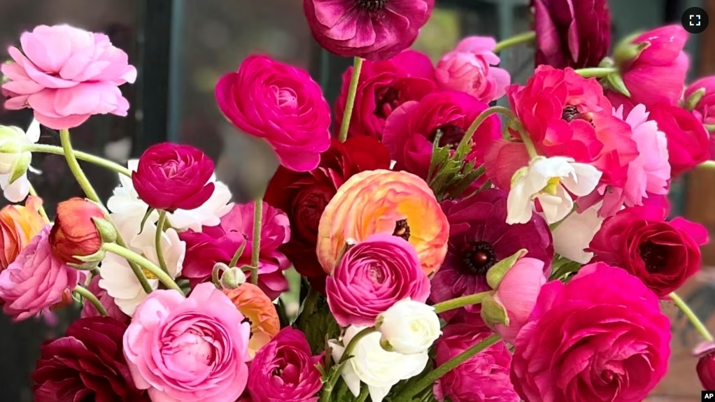 FILE - This 2022 image provided by SOW Local shows freshly cut ranunculus flowers in Oakdale, N.Y. (Chris Demchak via AP)