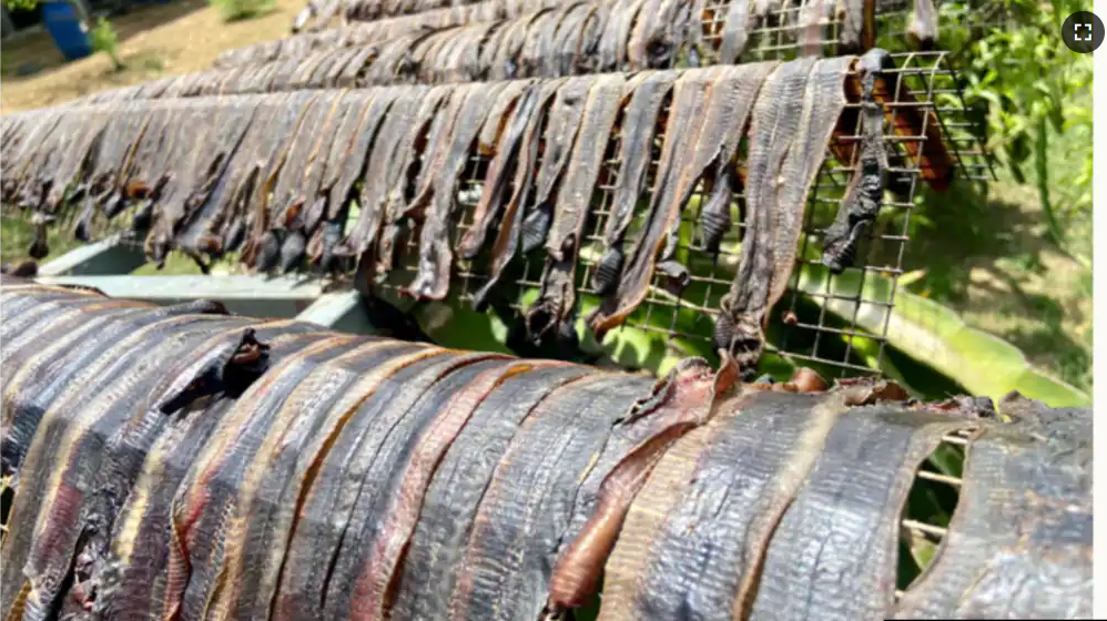 Earthworms are being dried for use in Chinese medicine.