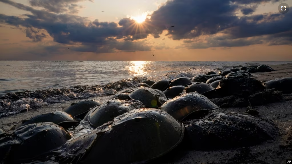 Horseshoe crabs spawn at Reeds Beach in Cape May Court House, N.J., Tuesday, June 13, 2023. (AP Photo/Matt Rourke)