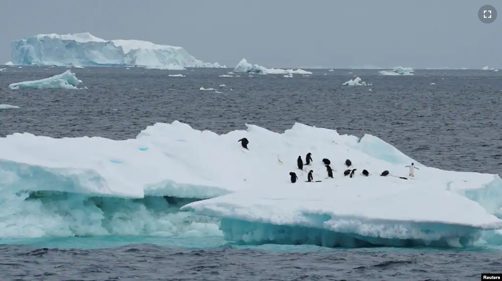 FILE - Penguins are seen on an iceberg as scientists investigate the impact of climate change on Antarctica's penguin colonies, on the northern side of the Antarctic peninsula, Antarctica January 15, 2022. (REUTERS/Natalie Thomas)