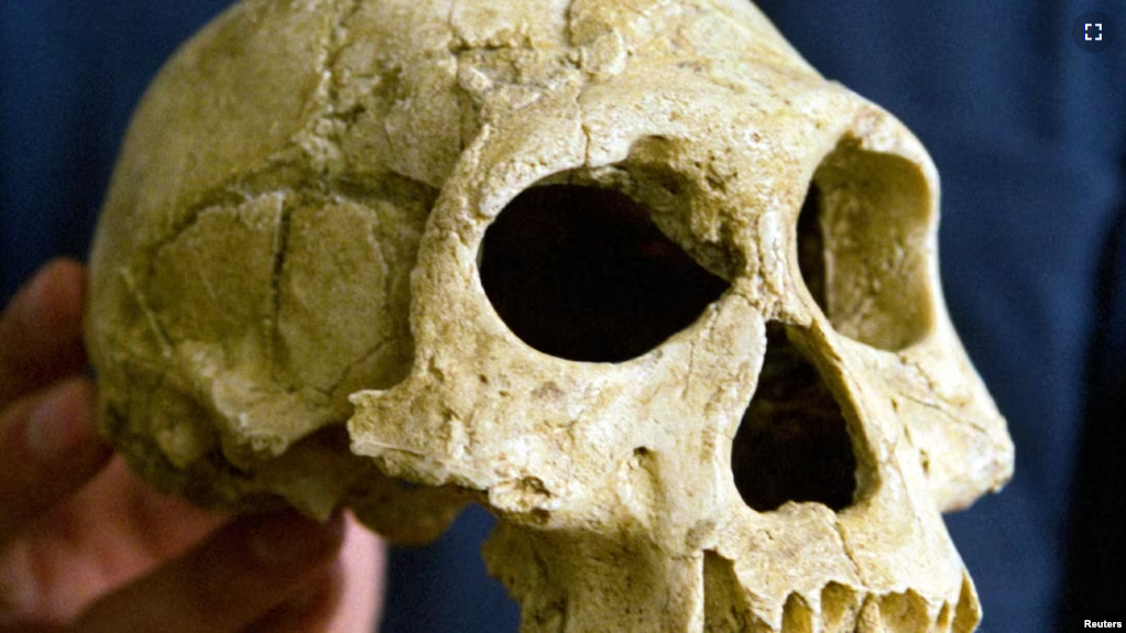 FILE - The skull of the early human species Homo erectus. (REUTERS/David Mdzinarishvili)