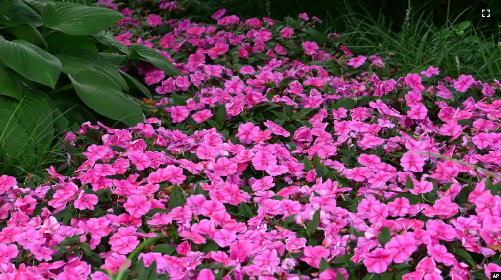 This image provided by Ball Horticultural shows a bed of Bounce "Pink Flame" impatiens growing in a garden bed. (Ball Horticultural via AP)