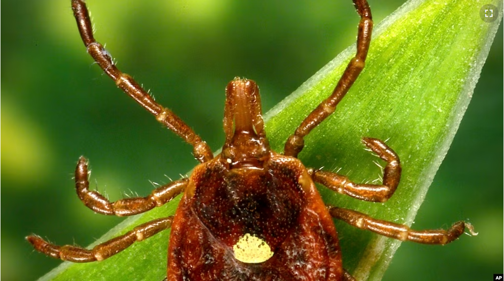 This undated photo provided by the U.S. Centers for Disease Control and Prevention shows a female Lone Star tick, is found mainly in the Southeast. (James Gathany/CDC via AP)