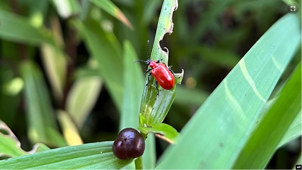 This July 5, 2023, image provided by Jessica Damiano shows a scarlet lily beetle on an Asiatic lily stem on Long Island, N.Y.(Jessica Damiano via AP)