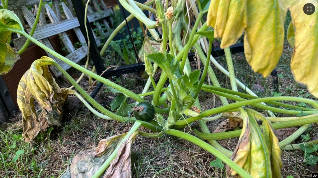 This July 31, 2023, image provided by Jessica Damiano shows a squash plant with yellow, wilted foliage — symptoms that present after both flood and drought — on Long Island in New York. (Jessica Damiano via AP)