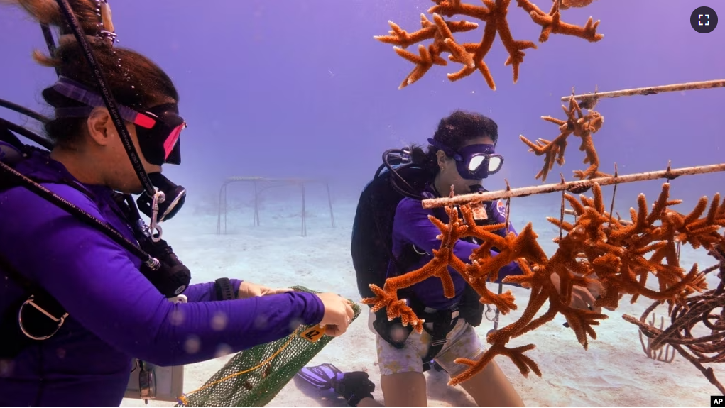 Grad student Berfin Sagir, left, and Research associate Catherine Lachnit collect coral fragments to be transplanted, Friday, Aug. 4, 2023, near Key Biscayne, Fla. (AP Photo/Wilfredo Lee)