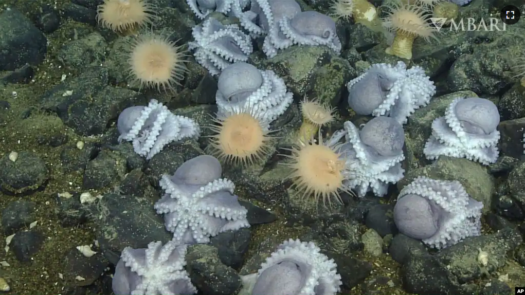 FILE - This 2019 image from video provided by MBARI shows female pearl octopuses nesting at the “octopus garden” near the Davidson Seamount off the California coast at a depth of approximately 3,200 meters. (MBARI via AP)