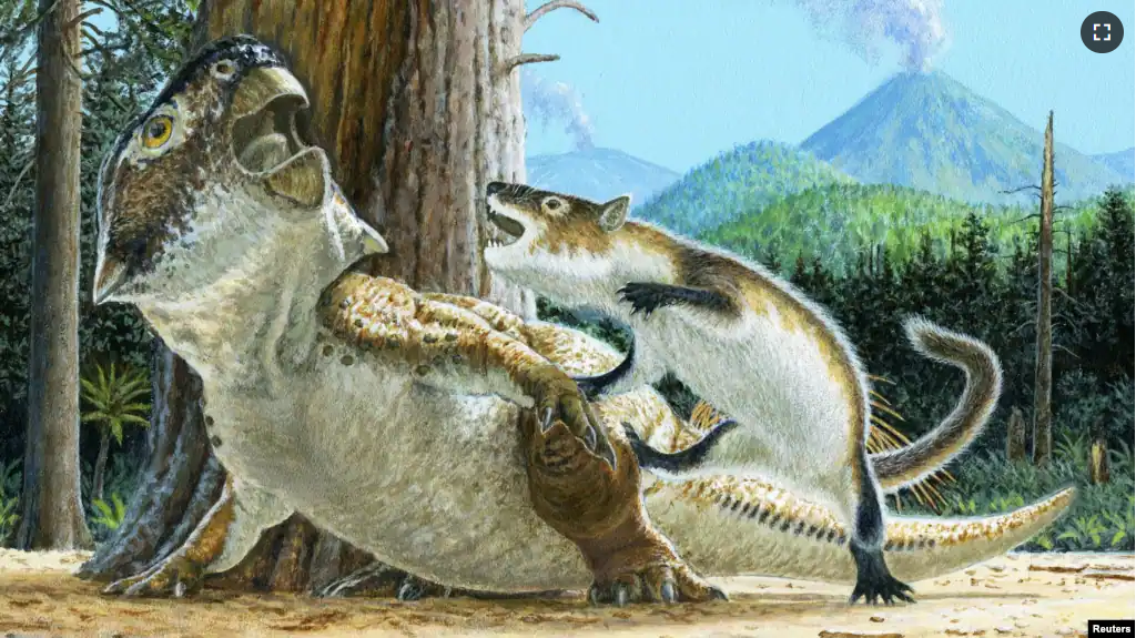 This illustration shows the Cretaceous carnivorous mammal Repenomamus robustus attacking the plant-eating dinosaur Psittacosaurus lujiatunensis moments before a volcanic debris flow buries them both about 125 million years ago in China. (Michael W. Skrepnick/Handout via REUTERS)