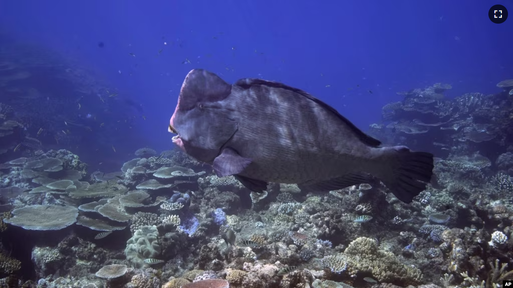 A bumphead parrotfish swims above corals on Moore Reef in Gunggandji Sea Country off the coast of Queensland in eastern Australia on Nov. 13, 2022. (AP Photo/Sam McNeil)