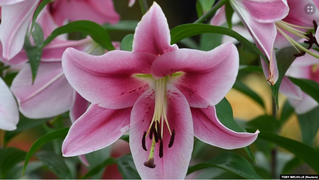 FILE - A lily is seen on display at the Chelsea Flower Show in London, Britain, May 23, 2016. (REUTERS/Toby Melville)