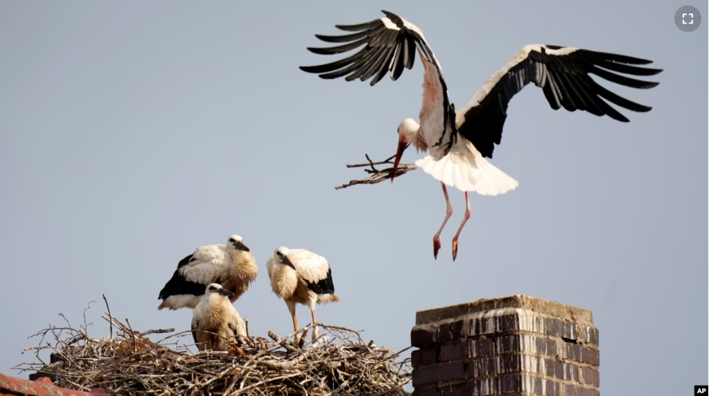 FILE - A stork lands in its nest near the young storks in Herzogenaurach, Germany, Tuesday, June 22, 2021. (AP Photo/Matthias Schrader,)