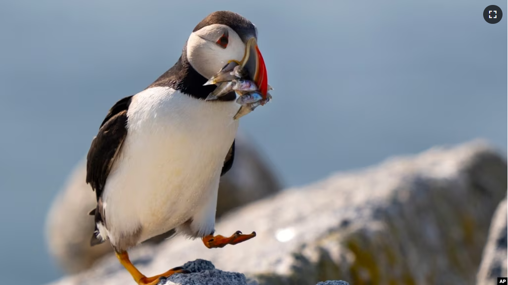 An Atlantic puffin brings a beak full of baitfish to feed its chick in a burrow under rocks on a small island off mid-coast Maine, Sunday, Aug. 5, 2023. (AP Photo/Robert F. Bukaty)