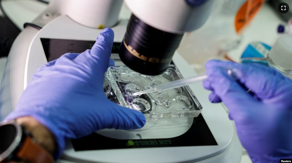 PhD student, Nir Livnat, works at the laboratory on models of an early-stage human embryo, in a laboratory at the Weizmann Institute of Science in Rehovot, Israel September 7, 2023. (REUTERS/Amir Cohen)