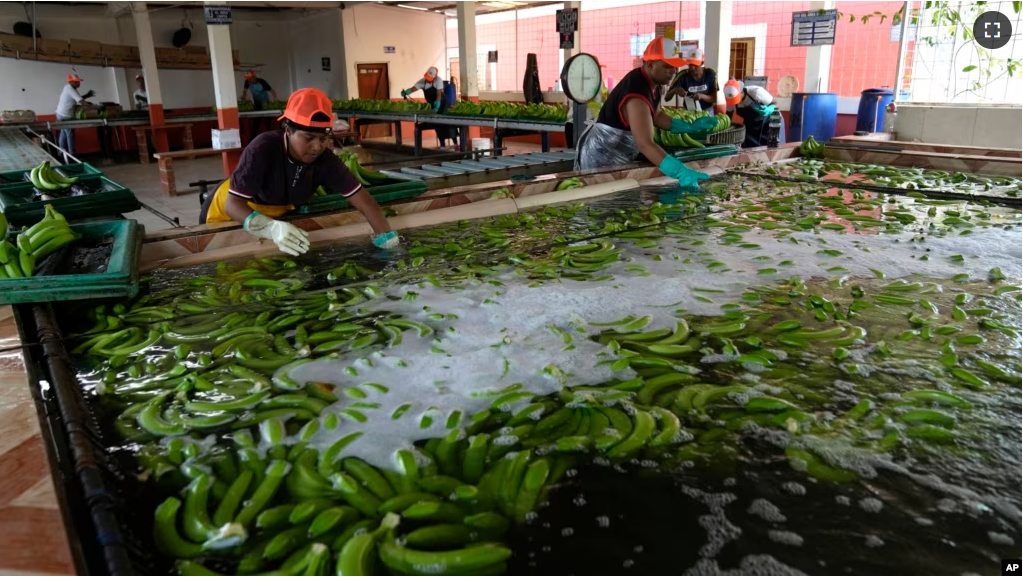 Recently harvested bananas are washed at a farm in Los Rios, Ecuador, Tuesday, Aug. 15, 2023. Bananas headed to a commercial port must meet long-established beauty standards of the export market. (AP Photo/Martin Mejia)