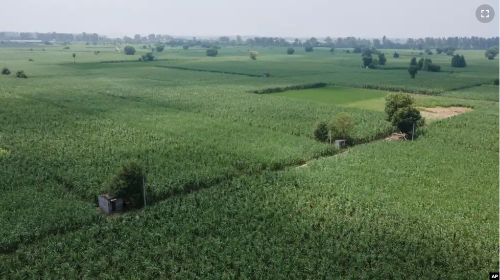 Sprawling fields of sugar cane are visible near Meerut, India, on August, 30, 2023. (AP Photo/Altaf Qadri)