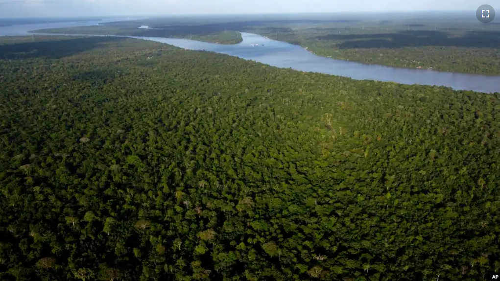 ARCHIVE - View of the forest on Combu Island on the banks of the Guamá River, near Belém, Pará, Brazil, August 6, 2023. (AP Photo/Eraldo Peres, Archive)