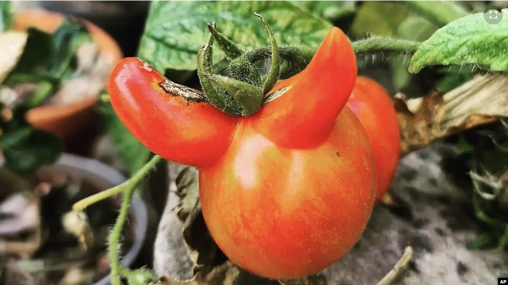 This September 2021 photo provided by Richard Gill shows a tomato with a genetic mutation in North London, England. (Richard Gill @happymrgill via AP)