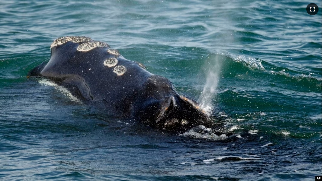 FILE - A North Atlantic right whale feeds on the surface of Cape Cod bay off the coast of Plymouth, Mass., March 28, 2018. (AP Photo/Michael Dwyer, File)