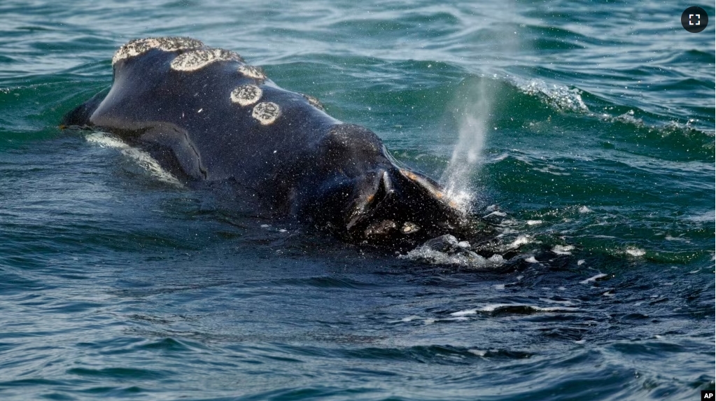 FILE - A North Atlantic right whale is seen feeding on the surface of Cape Cod bay off the coast of Plymouth, Mass., March 28, 2018. (AP Photo/Michael Dwyer, File)