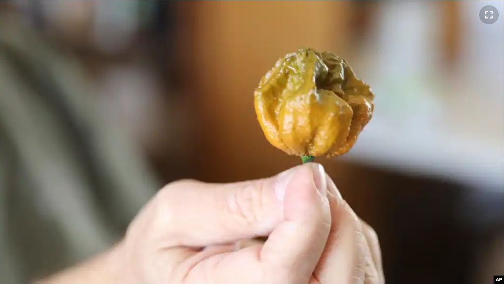 A Pepper X pepper is shown on Tuesday, Oct. 10, 2023, in Fort Mill, S.C. The pepper variety is now the hottest pepper in the world according to the Guinness Book of World Records (AP Photo/Jeffrey Collins)