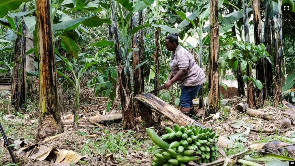 A farmer cuts down a banana plant, at her farm, in Kiwenda village, Busukuma, Wakiso District, Uganda, Wednesday, Sept. 20, 2023. (AP Photo/Hajarah Nalwadda)