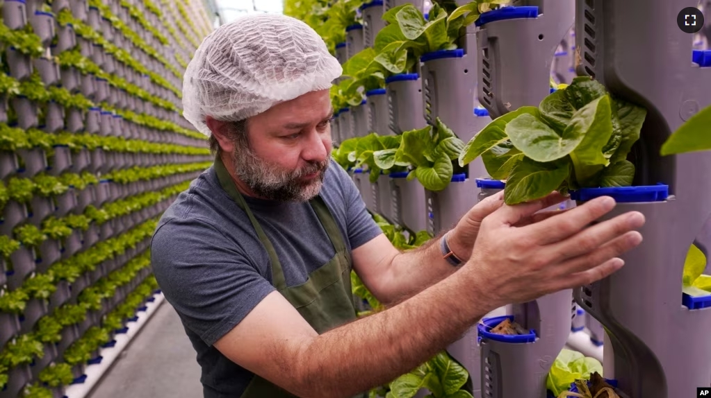 Aaron Fields looks at produce growing in vertical farm green house he manages at Eden Green Technology in Cleburne, Texas, Aug. 29, 2023. (AP Photo/LM Otero)