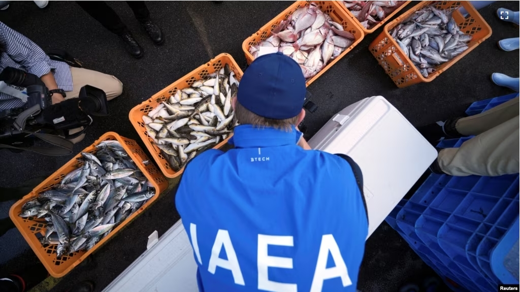 An expert from the International Atomic Energy Agency (IAEA) observes the inshore fish as the sample at Hisanohama Port, Thursday, Oct. 19, 2023, in Iwaki, northeastern Japan. (Eugene Hoshiko/Pool via REUTERS)