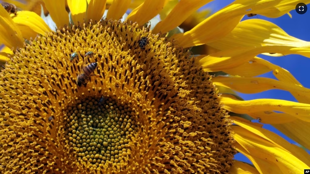 Bees and other insects gather on a sunflower at the Agro Brasilia, an agricultural exhibition on the outskirts of Brasilia, Brazil, May 18, 2012. (AP Photo/Eraldo Peres, File)