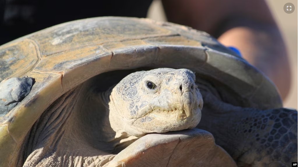 Gertie, an endangered Bolson tortoise, is shown to a group of state and federal wildlife officials during a trip to Ted Turner's Armendaris Ranch in Engle, N.M., on Friday, Sept. 22, 2023. (AP Photo/Susan Montoya Bryan)