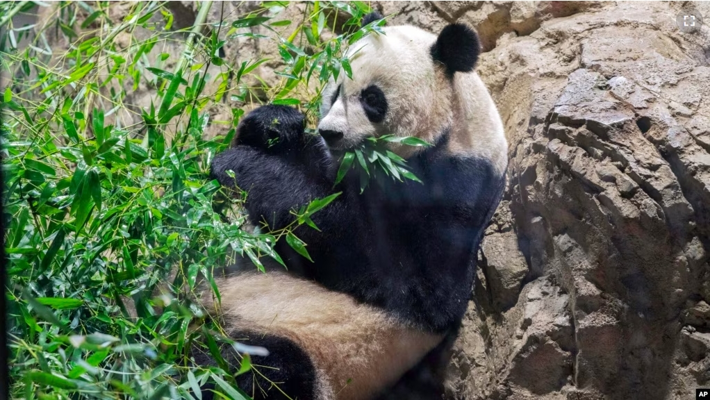 Giant panda Mei Xiang eats bamboo in his enclosure at the Smithsonian National Zoo in Washington, Thursday, Sept. 28, 2023. (AP Photo/Jose Luis Magana)