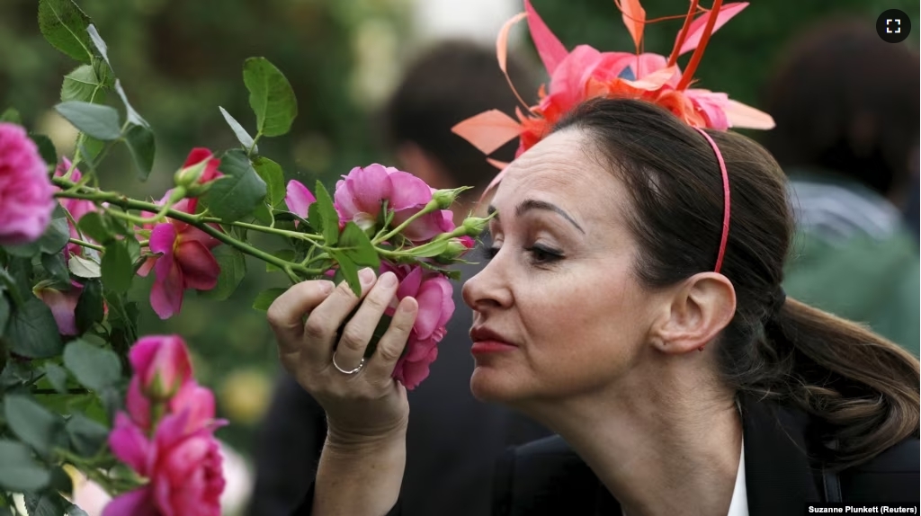 FILE - Paola Orsero of Alassio, Italy smells a rose at the Royal Horticultural Society's Chelsea Flower Show in London, Britain May 19, 2015. (REUTERS/Suzanne Plunkett)