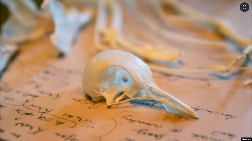 FILE - Pigeon bones are displayed in Charles Darwin's former home Down House, Kent, southern England February 12, 2009. (REUTERS/Tal Cohen)