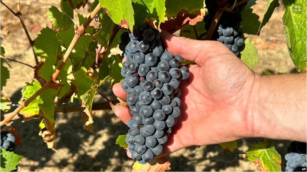 Oregon State University students show Pinot noir grapes at the university's vineyard near Alpine, Ore., on Friday, Sept. 8, 2023. (AP Photo/Andrew Selsky)