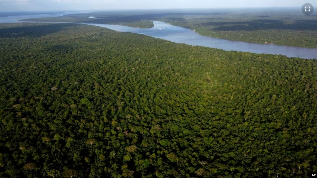 FILE - View of the forest in Combu Island on the banks of the Guama River, near the city of Belem, Para state, Brazil, Aug. 6, 2023. (AP Photo/Eraldo Peres, File)