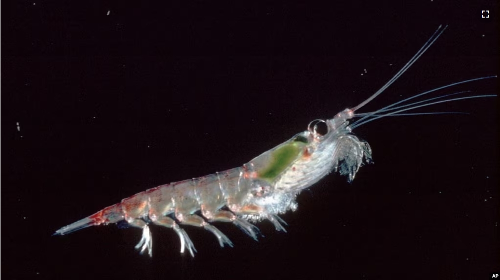 This photo provided by the British Antarctic Survey shows an Antarctic krill (Euphausia suberba). (Chris Gilbert/British Antarctic Survey)