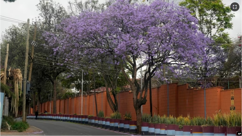 A Jacaranda tree in bloom in Nairobi, Kenya, Thursday, Oct. 26, 2023. Every year in early October, clusters of purple haze dot Nairobi's tree line as the city's jacaranda trees come into bloom. (AP Photo/Sayyid Abdul Azim)