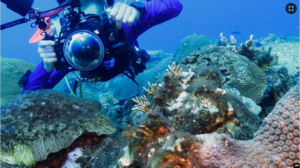 Andy Lewis positions to photograph brain coral at the Flower Garden Banks National Marine Sanctuary, off the coast of Galveston, Texas, Friday, Sept. 15, 2023. (AP Photo/LM Otero)