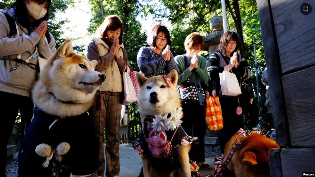 Animal owners pray with their dogs as they arrive for a Shichi-Go-San blessing, traditionally performed for young children to ask for health and happiness, at Zama Shrine in Zama, Kanagawa Prefecture, near Tokyo, Japan, November 14, 2023. (REUTERS/Kim Kyung-Hoon)