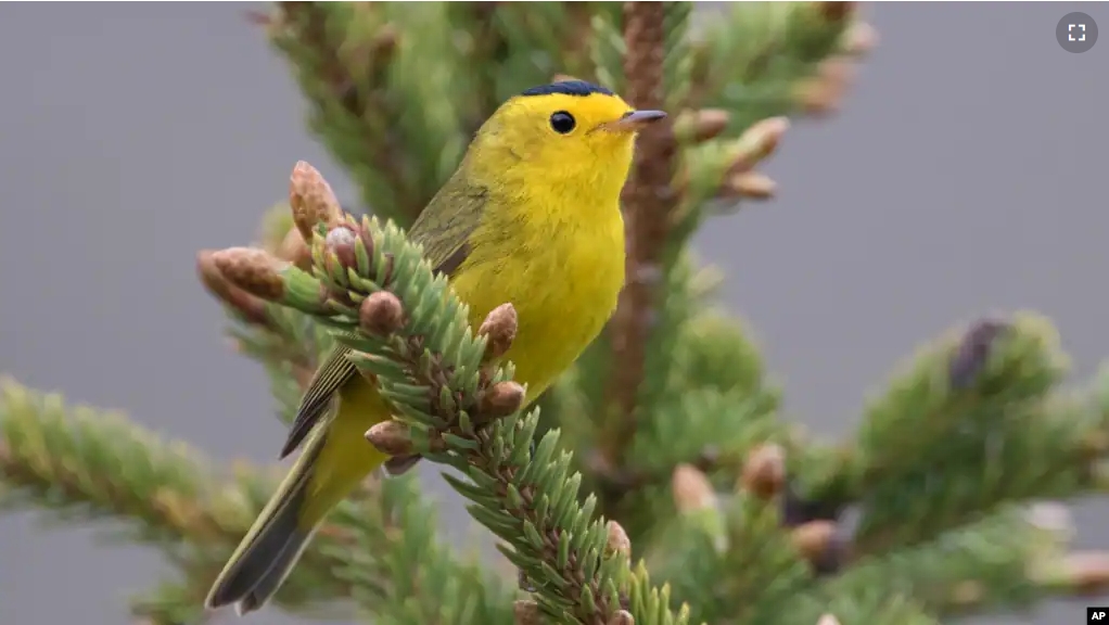 Birds that will be renamed include those currently called Wilson’s warbler and Wilson’s snipe, both named after the 19th century naturalist Alexander Wilson. (USFWS via AP)