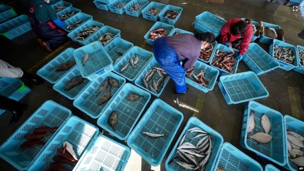 FILE - Local workers arrange the inshore fish during a morning auction at Hisanohama Port, Thursday, Oct. 19, 2023 in Iwaki, northeastern Japan. (AP Photo/Eugene Hoshiko, Pool, File)