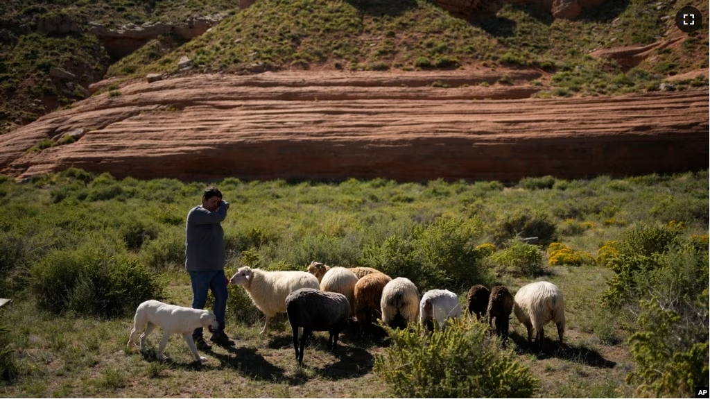 Nikyle Begay tends a flock of sheep Thursday, Sept. 7, 2023, on the Navajo Nation in Ganado, Ariz. (AP Photo/John Locher)